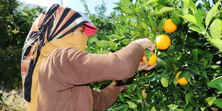 Narenciye üreticisi işçi bulamıyor