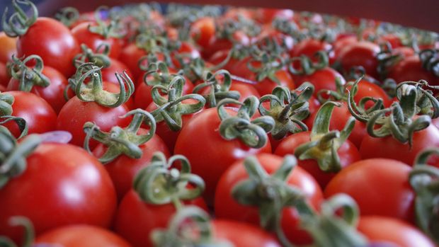 Antalya'dan 30 ülkeye domates ihracatı