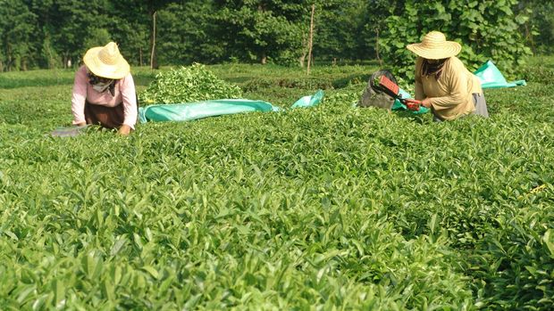 Yaş çay üreticilerine fark ödemesi desteği