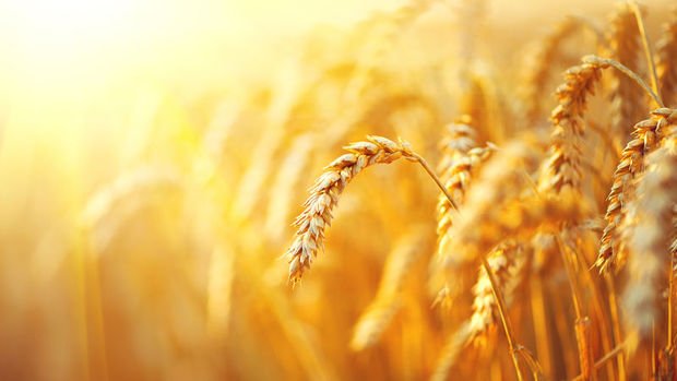 Türkiye'de buğday ekim alanı 7.7 milyon hektara düştü