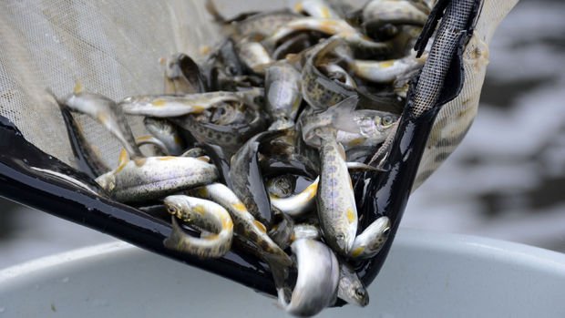 Denizi olmayan kent yıllık 4,7 bin ton balık üretiyor