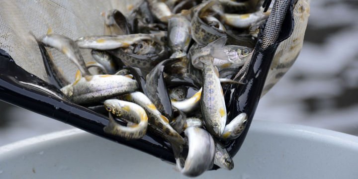 Denizi olmayan kent yıllık 4,7 bin ton balık üretiyor