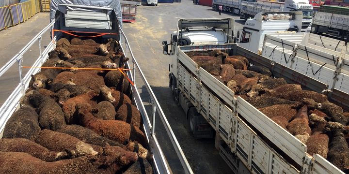Ölü kimliğiyle besicileri 43 milyon lira dolandırdı