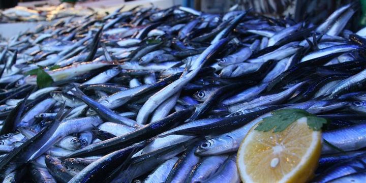 Hamsi ihracatı 9 milyon dolar kazandırdı