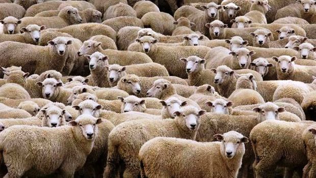 '300 koyun projesi'nde başvurular başladı