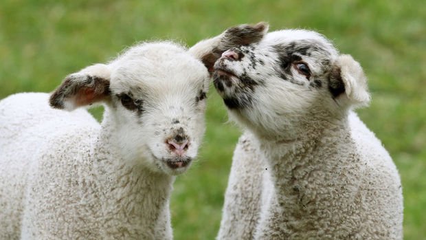 300 koyun projesinde koyunlar Nisan'da dağıtılacak