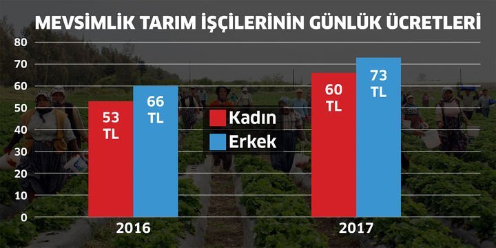 Tarım işçisinin günlük ücreti ortalama yüzde 12 arttı