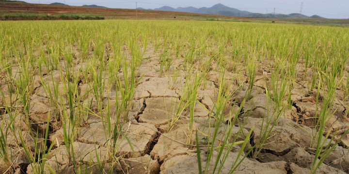 FAO: Afetlerin tarıma faturası 96 milyar dolar