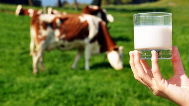 Toplanan inek sütü miktarı şubatta arttı