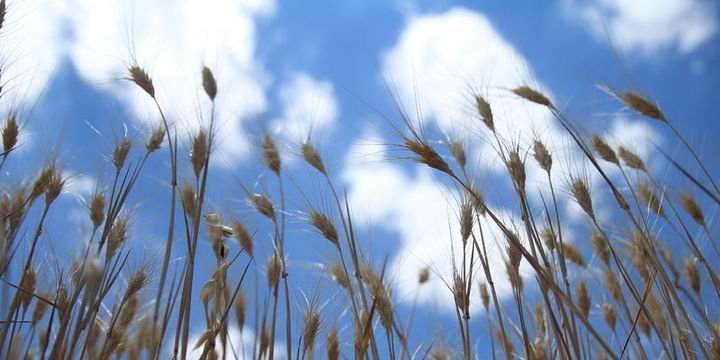 Tarımda 5,5 milyon kişi 120 milyon ton ürün üretiyor