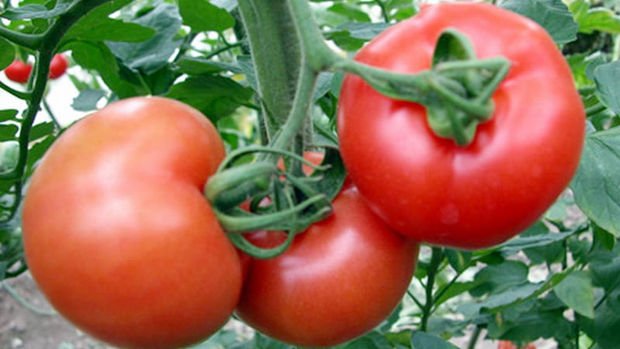 Rusya Türk domatesine yönelik kısıtlamaları kaldırabilir