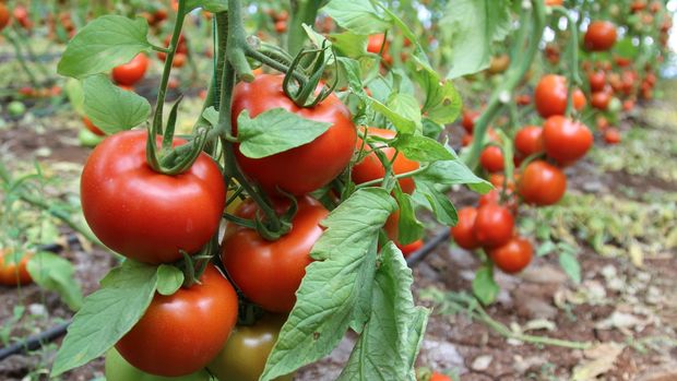 Rusya'nın domates üretimi artıyor