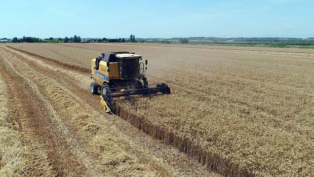 UHK'den uyarı: Buğday ekim alanları azalıyor