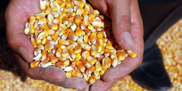 TMO mısır satış fiyatını açıkladı