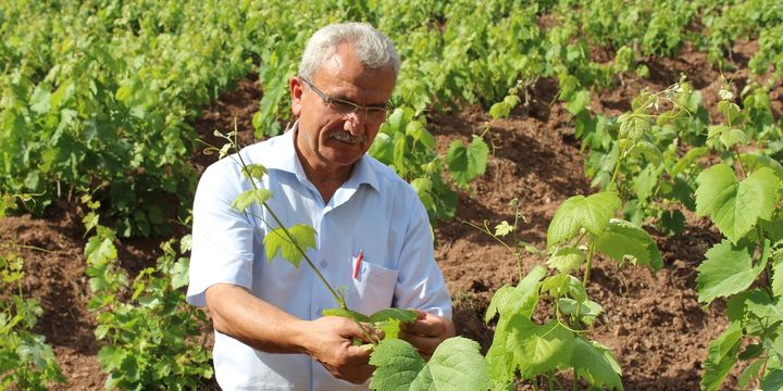 Yaprağı meyvesinden 10 kat değerli