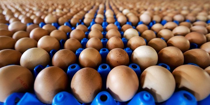 Yumurta üreticilerinden KDV çıkışı