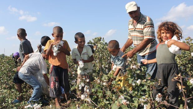 FAO uyardı: Tarımda çocuk işçi sayısı artıyor