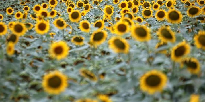 Ayçiçeği tohumunda gümrük vergisi artırıldı