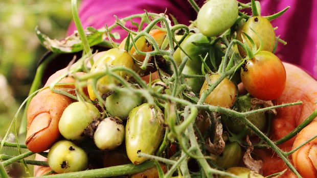 Antalya’da domates fiyatları yüzde 400 arttı