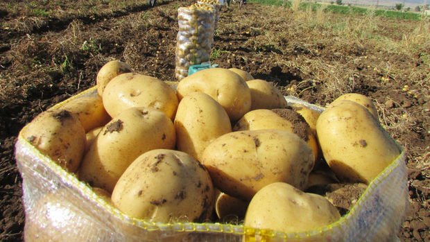 Patates fiyatı Suriye'den yapılan ithalatla 2 liraya geriledi