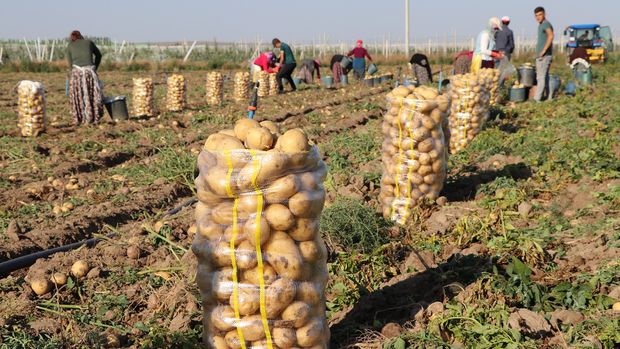 Tarım Kredi Kooperatiflerinden 'patates' açıklaması