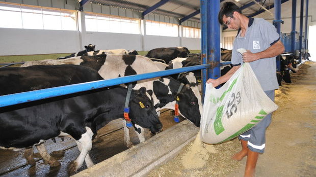 Süt üreticileri yem ve çiğ süt fiyatında revizyon bekliyor