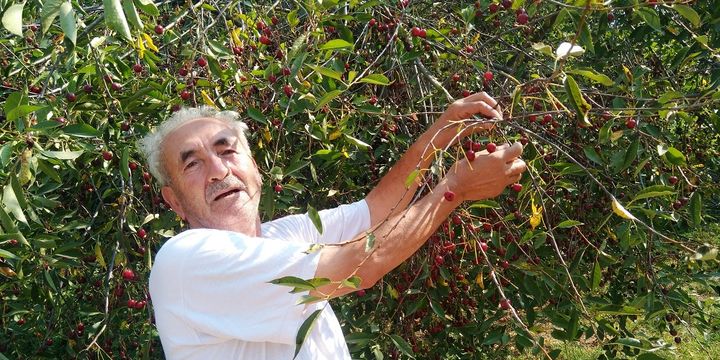 Toplanmayan vişne dalında çürüdü