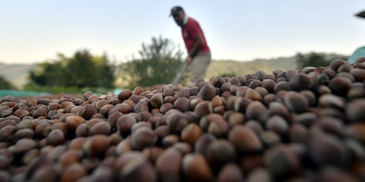 Fındık işçisinin yevmiyesi asgari 70 TL olacak