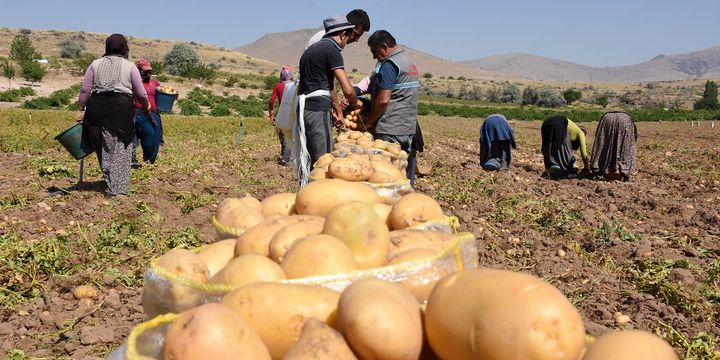 Patates fiyatında son durum