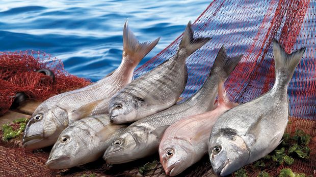 FAO'dan çarpıcı soru: Dünya balıkçılıkta en iyi yıllarını geride mi bırakıyor?