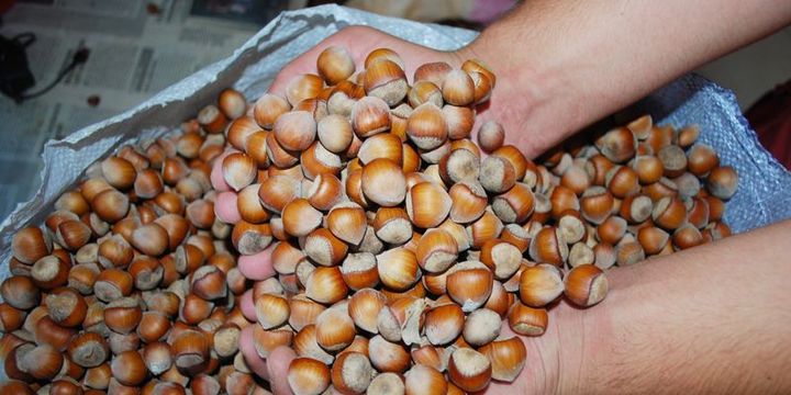 "Fındık piyasasında güvenli ortam gerekiyor"