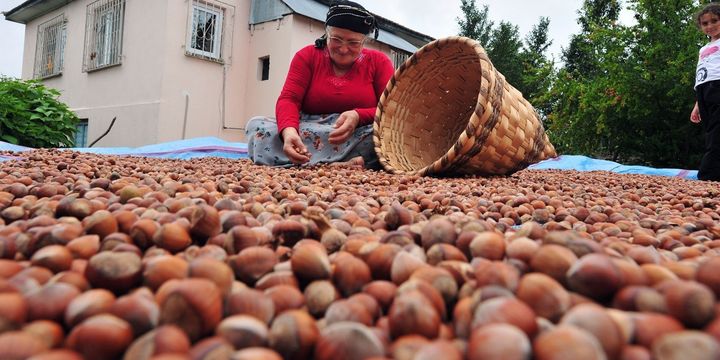 "Fındık rekoltesi az, fiyatlar daha iyi noktaya taşınacak"