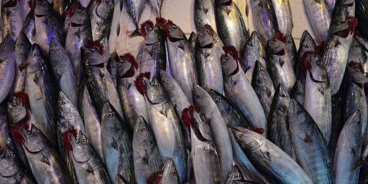 Yeni sezonda tezgahın gözdesi palamut