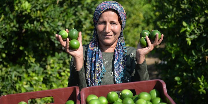 Limonda yüzler gülüyor