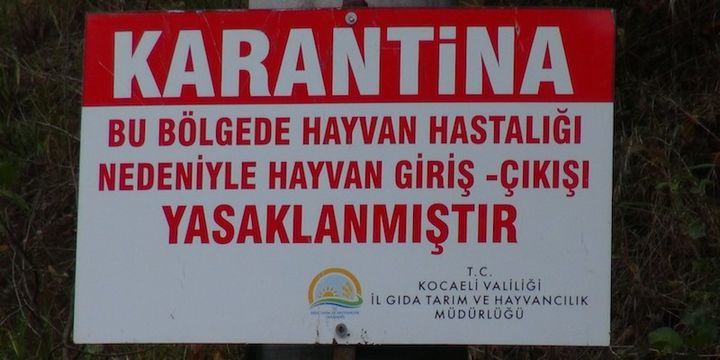 Kocaeli’de şarbon paniği: 3 köy karantinaya alındı