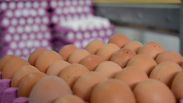 Yumurta üretimi yüzde 4,4 arttı