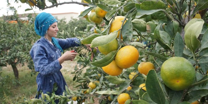 "Portakal ve mandalinada rekolte düşük"