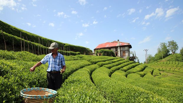 Türk çay ihracatının yarısı Rize'den