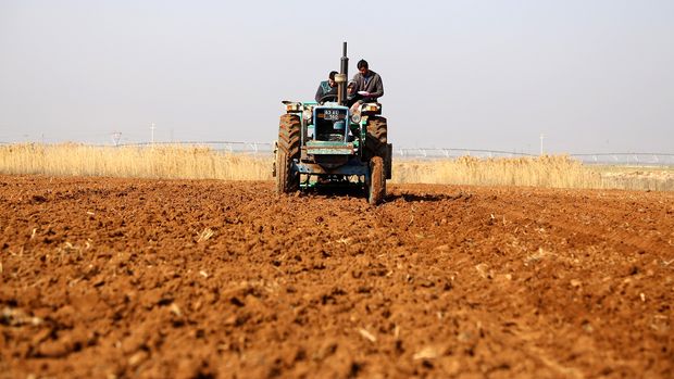 FAO: Suriye'deki buğday üretimi 29 yılın en düşük seviyesinde