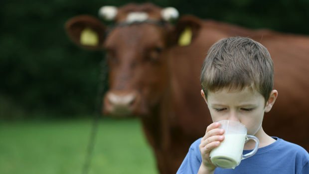 Süt üretimi Ağustos'ta düştü