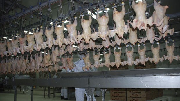 Malatya'da kanatlı et sektöründeki sıkıntı büyüyor 