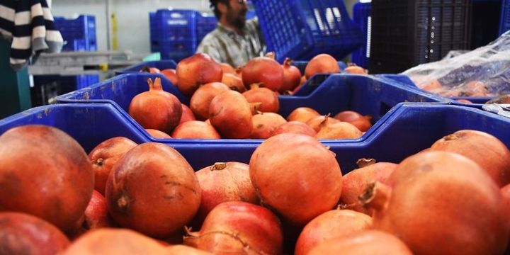 Nar üreticisini sevindirdi