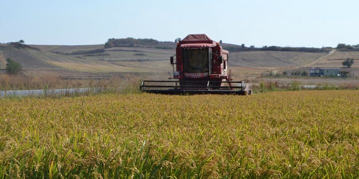 Çeltik fiyatı ton başına 2,600 TL olarak açıklandı