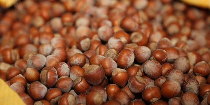 Fındık ihracatçısı rotasını Hindistan