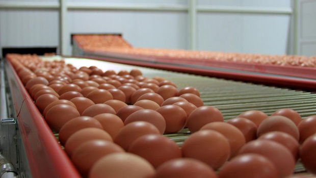 Yumurta üretimi Ekim'de yüzde 4,6 arttı