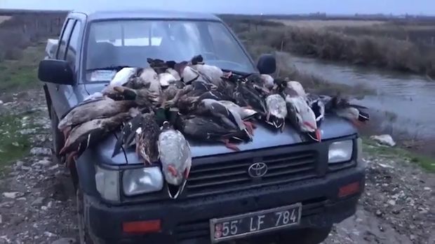 Yaban ördekleri kaçak avcıların kurbanı oldu