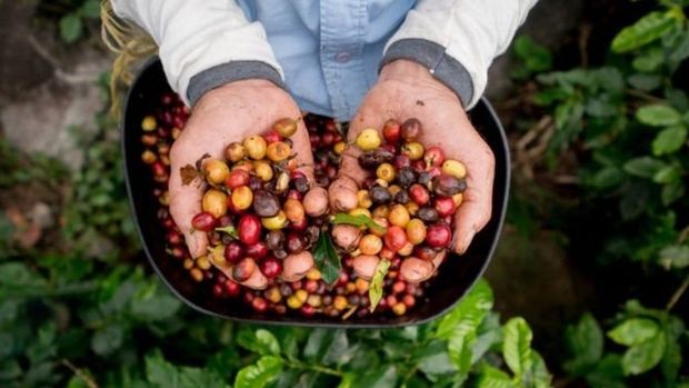 Dünyada kahve bitkisi tükenme riski altında