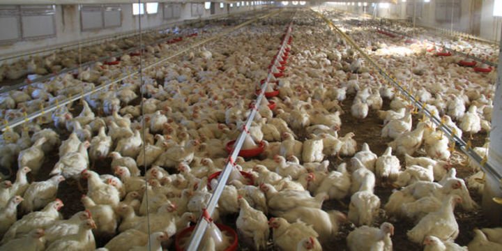 Garip Tavukçuluk konkordato talep etti