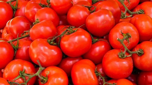 Rusya'ya domates ihracatı arttı