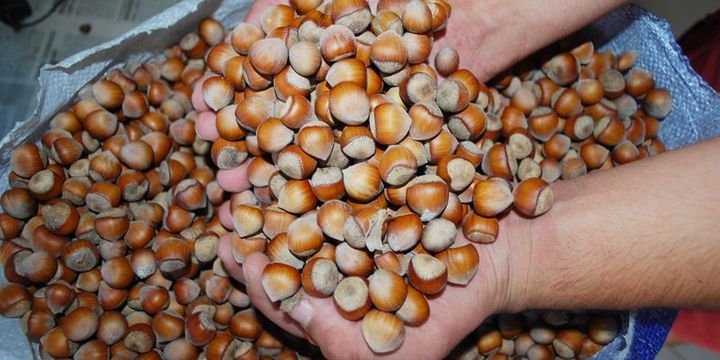 Üreticiler 625 bin kabuklu fındık sattı